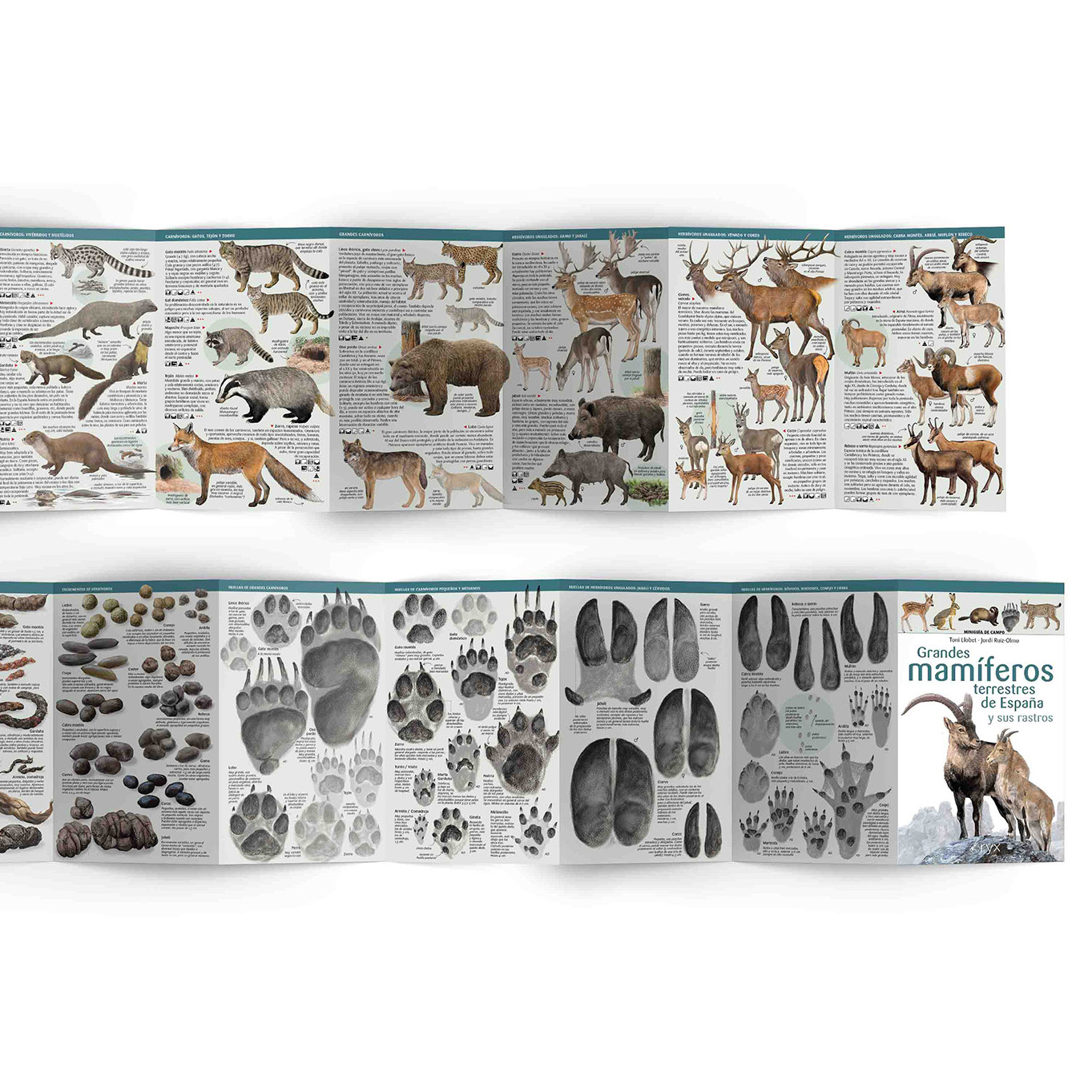 2800-mamiferos_spain2.jpeg