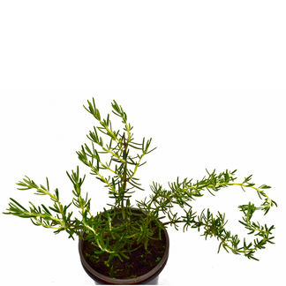 Atrayentes de abejas