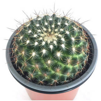Cactus y suculentas