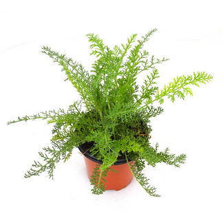 Plantas que curan plantas