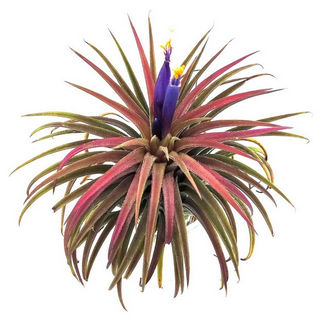 Plantas de aire - Tillandsias