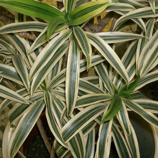 Plantas purificadoras del aire